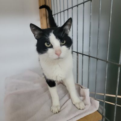 Katze PAUL XIX - Tier-Notfall im November